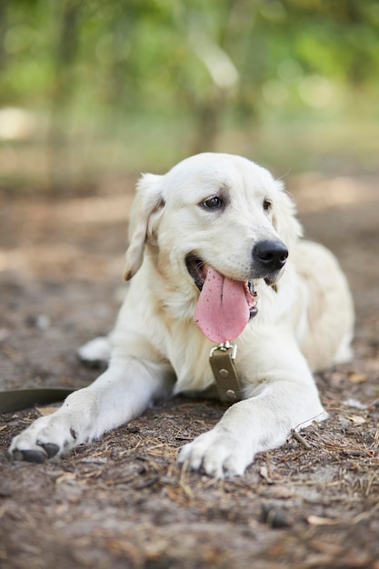 Foto golden retriever sacó la lengua rosalindo golden retriever descansando en un paseo lengua fuera luz del sol