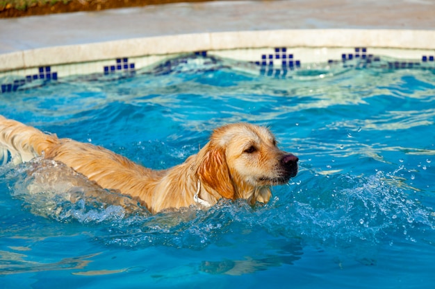 Golden Retriever schwimmen