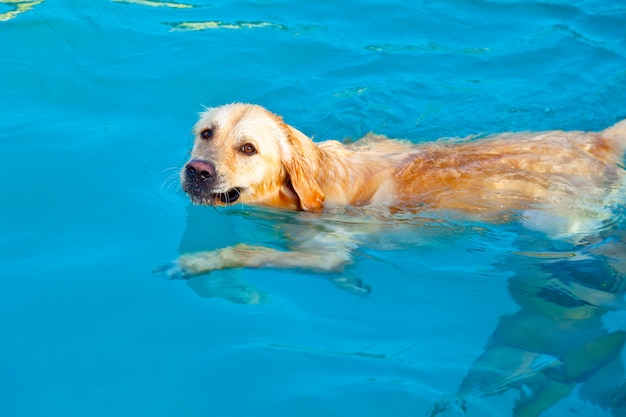 Golden Retriever schwimmen