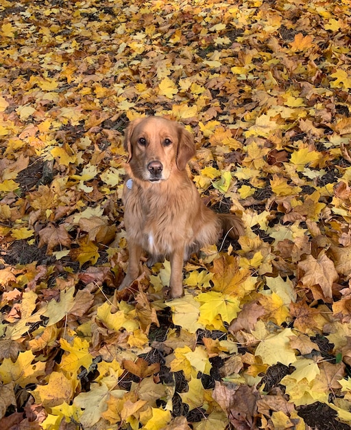 Golden retriever senta-se na folhagem amarela brilhante no outono