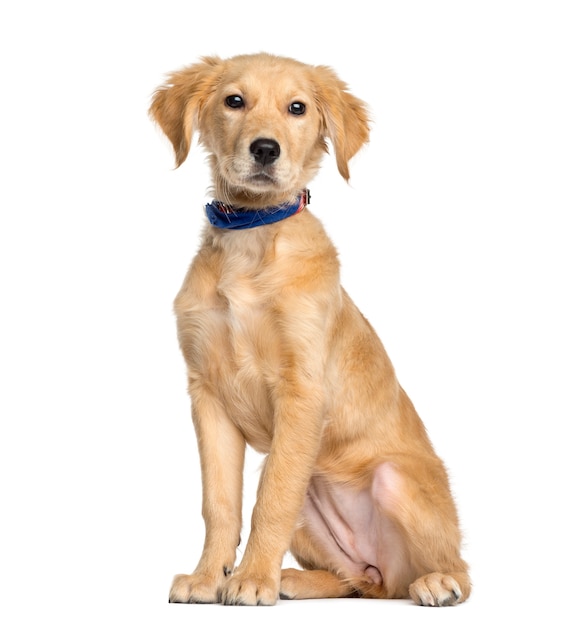 Golden Retriever sentado, aislado en blanco