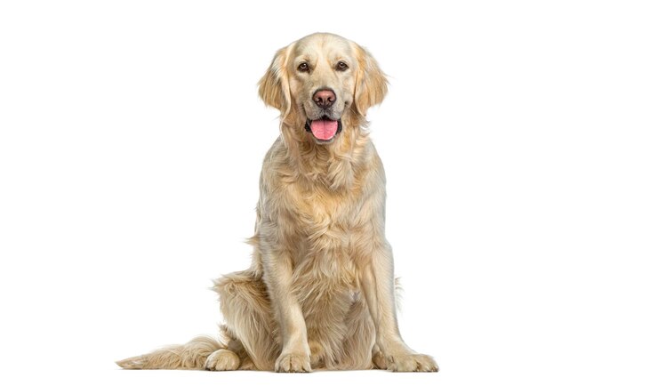 Foto golden retriever sentado ofegante e olhando para a câmera isolado em branco remastered
