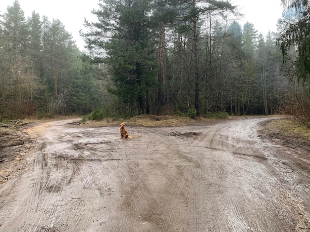 Golden Retriever se sienta en una bifurcación en el camino bajo la lluvia