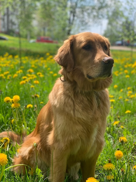 Golden retriever se sienta en un campo de dientes de león amarillos y mira a su alrededor