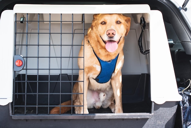 Golden Retriever sitzt in einem großen Autotransporter im Kofferraum