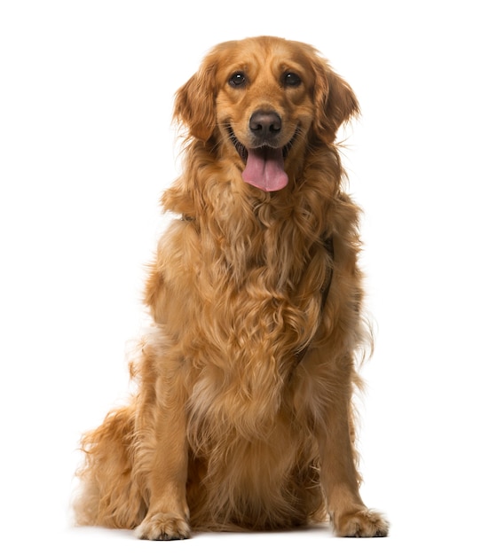 Golden Retriever sitzt vor einer weißen Wand