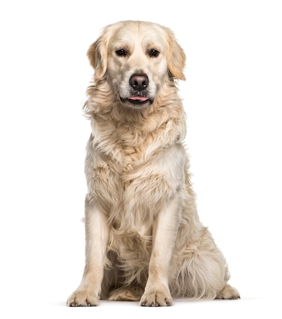 Golden Retriever sitzt vor weißem Hintergrund