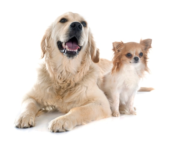 Golden Retriever und Chihuahua