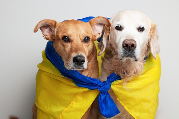 Golden Retriever und ed Mixed Breed Dog Covers Ukrainische blaue und gelbe Flaggen brauchen Unterstützung Soziale Werbung Haustiere Flüchtlinge helfen Konzept