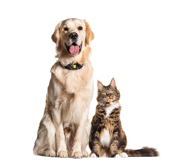 Golden Retriever und Maine Coon sitzen zusammen, isoliert auf Weiß