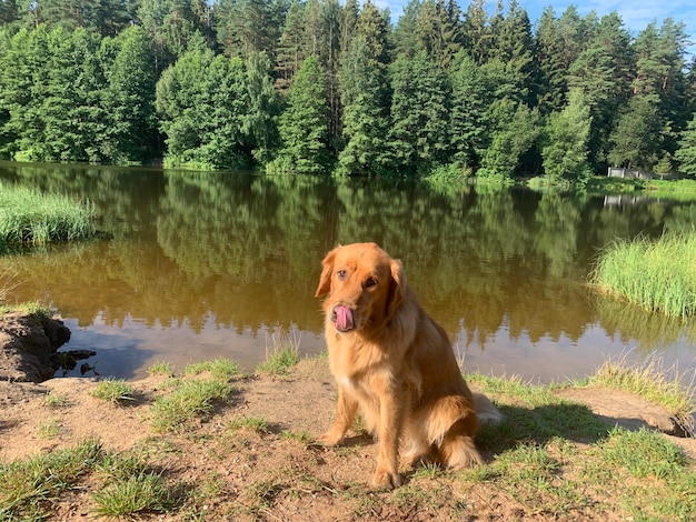 Golden retriever vermelho americano lambe seu nariz preto em um prado perto de um lago