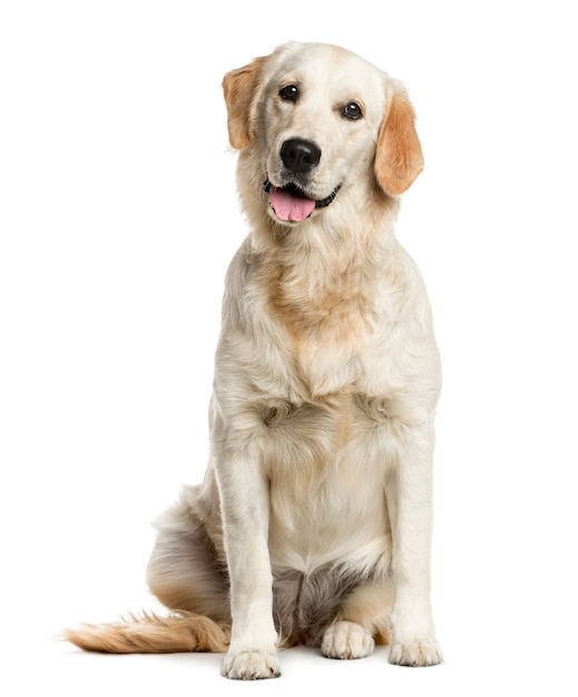 Golden Retriever vor einer weißen Wand