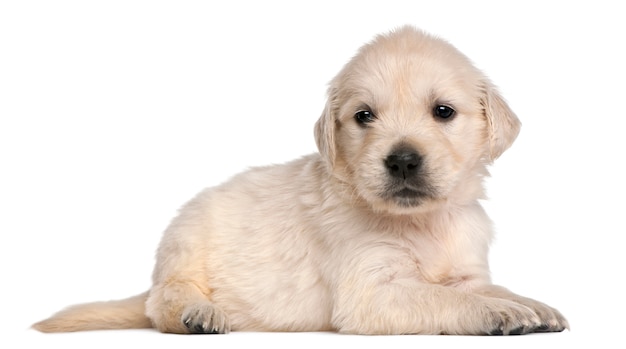 Golden Retriever Welpe, 4 Wochen alt