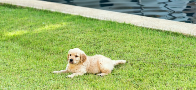 Golden Retriever Welpe auf dem grünen Gras