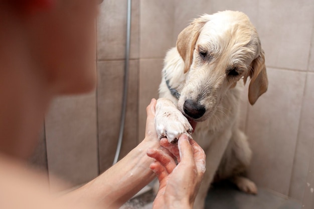 Golden Retriever Welpe badet im Badezimmer Mann putzt den Hund in der Dusche