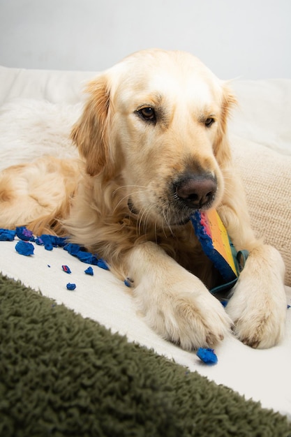 Golden Retriever Welpe Hund zerstört oder beißt Schuhe, die auf einem Sofa liegen Vertikaler Schuss Konzept der Trennungsangststörung