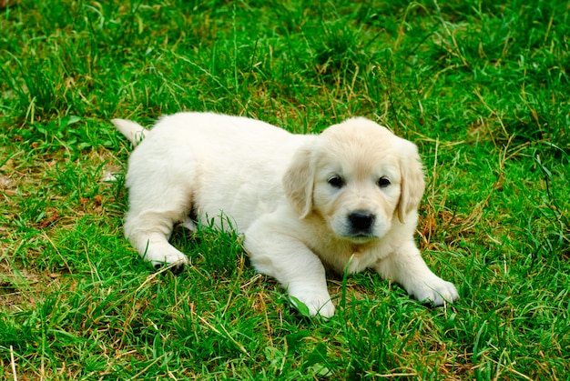 Golden Retriever Welpe liegt auf dem Gras