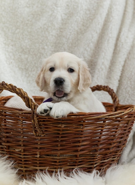 Foto golden retriever welpe sitzt in einem weidenkorb