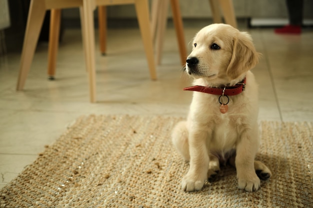 Golden Retriever Welpe