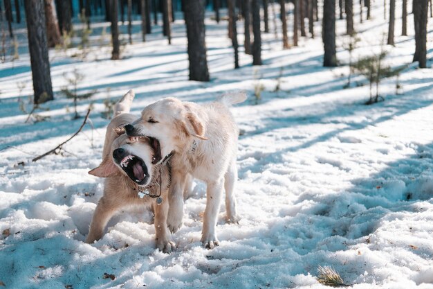 Golden Retriever Welpen spielen