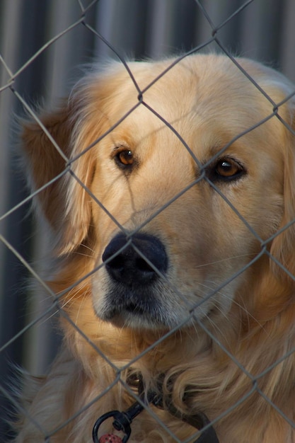 Foto golden retriever