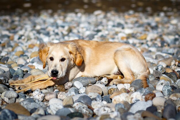 Golden Retriever