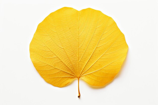 Foto golden tokens aspen leaves39 beleza