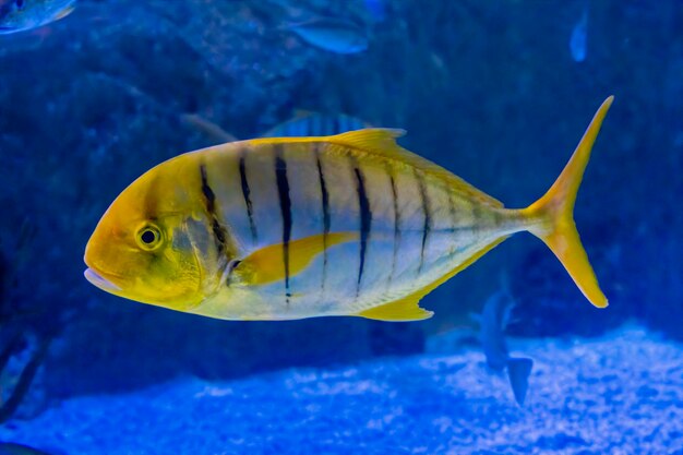 Foto golden trevally gnathanodon speciosus también como el kingfish dorado con bandas de trevally