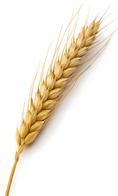 Golden Wheat