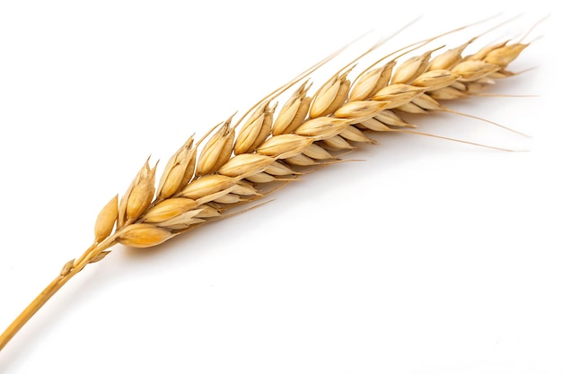 Golden Wheat
