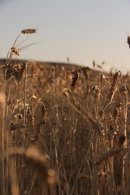 Foto golden wheat