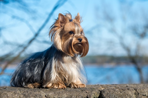 Golden Yorkshire Terrier es la raza de perro más pequeña que se sienta en la naturaleza primavera Beautiful Yorkie