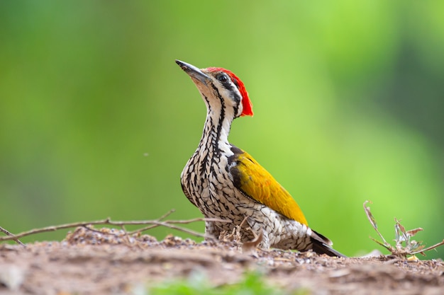 Goldenback comum no parque nacional de Kaeng Krachan