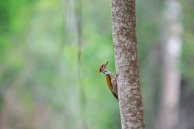 Goldenback común en el Parque Nacional Kaeng Krachan