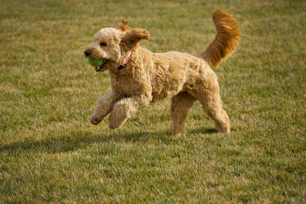 Goldendoodle-Hund, der mit Ball läuft