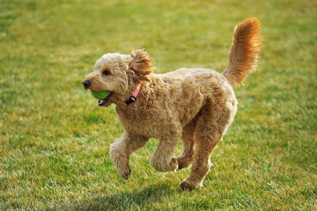 Goldendoodle-Hundespiele holen mit Ball