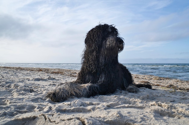 Goldendoodle liegt im Sand am Strand vor dem Meer in Dänemark