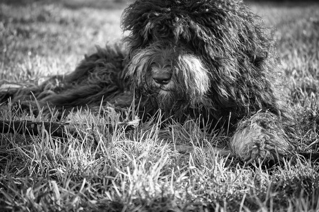 Goldendoodle negro tirado en el prado con palo en blanco y negro tomado