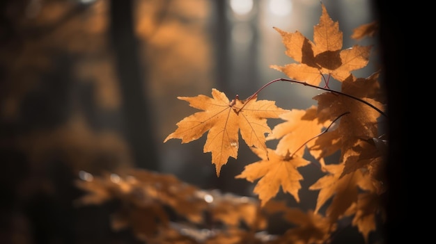 Goldene Ahornbäume in einem nebligen Wald