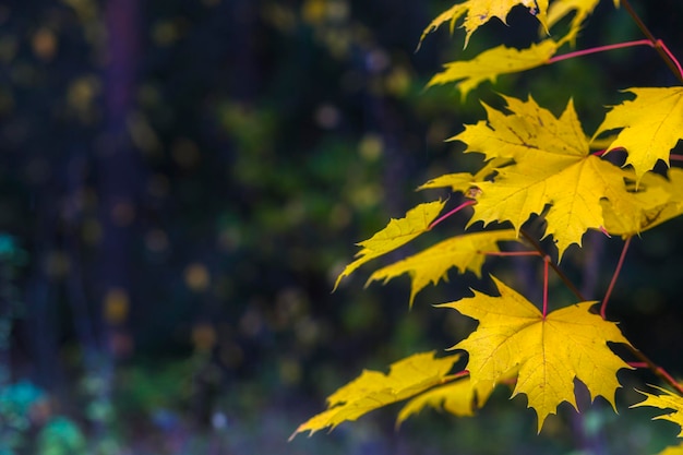 Goldene Ahornblätter des Herbstes auf einem Baum