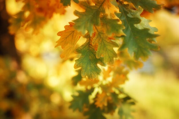 Goldene Ahornblätter im Herbst anzeigen Herbst-Ahornblätter Hintergrund Herbst-Ahornblätter