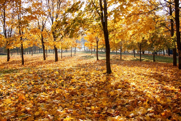 Goldene Ahorne im Park auf grünem Gras Die Höhe des Herbstes ein klarer Tag im Laubfall