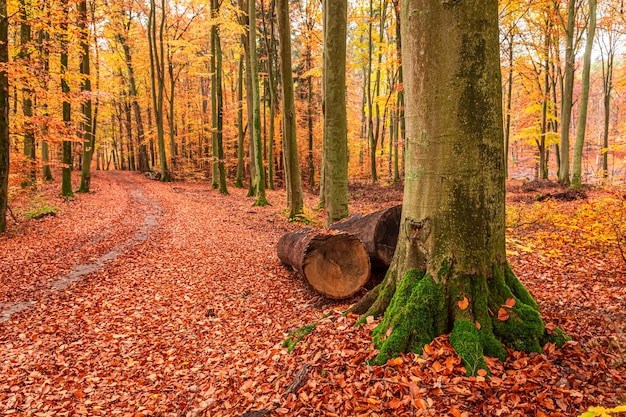 Goldene Bäume und Blätter im sonnigen Herbstwald