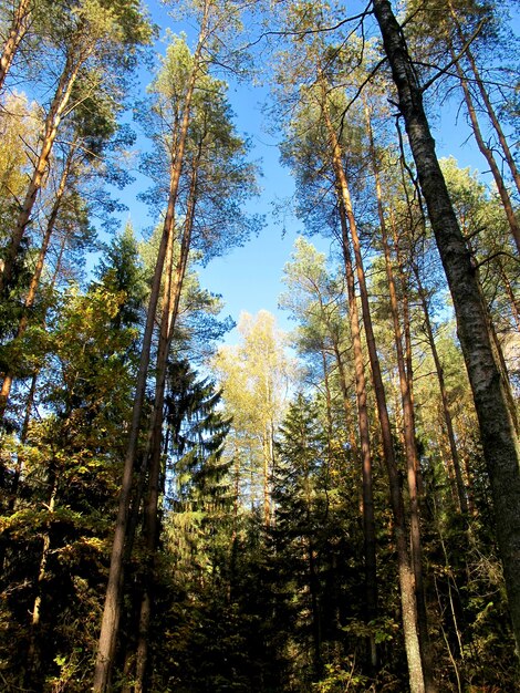 Goldene Birke am sonnigen Tag im Herbstwald