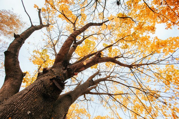 Foto goldene blätter im herbst