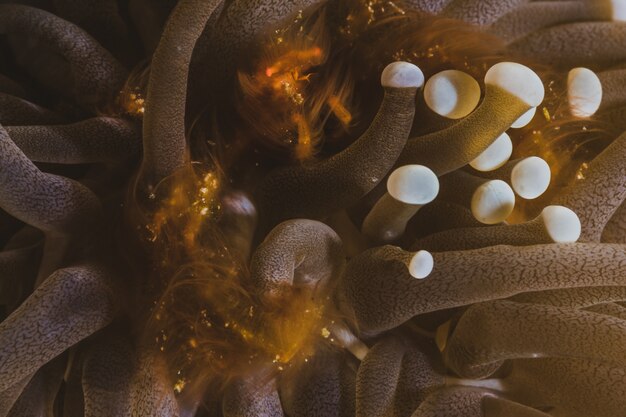 Goldene dunkle Anemone