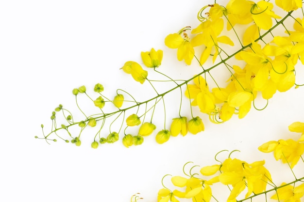 Goldene Dusche oder Cassia-Fistelblume auf weißem Hintergrund