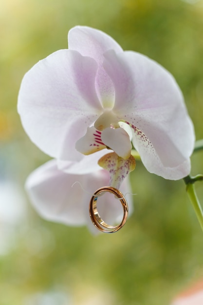 Goldene Eheringe hängen an weißer Orchidee