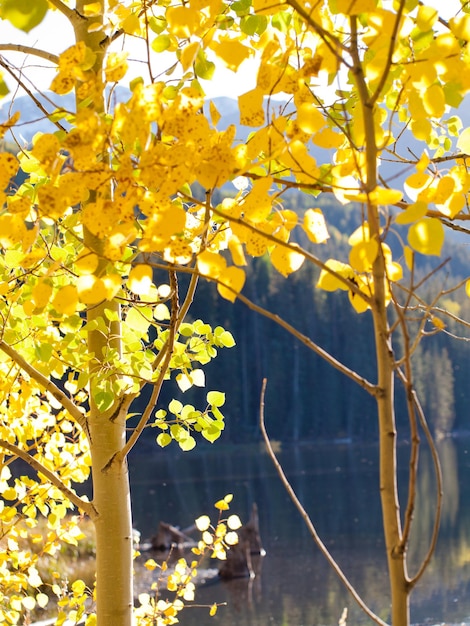 Goldene Espen am Woods Lake, Colorado.