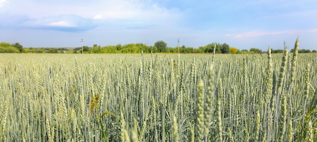 Goldene gelbe grüne Ährchen von reifem Weizen im Feld auf blauem Himmelshintergrund Panoramablick auf die schöne ländliche Landschaft mit selektivem Fokus